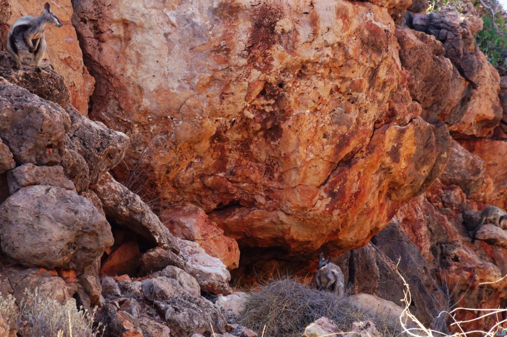 Siehst du die 3 Felskängururs? Rock Wallabies bei der Yardie Gorge