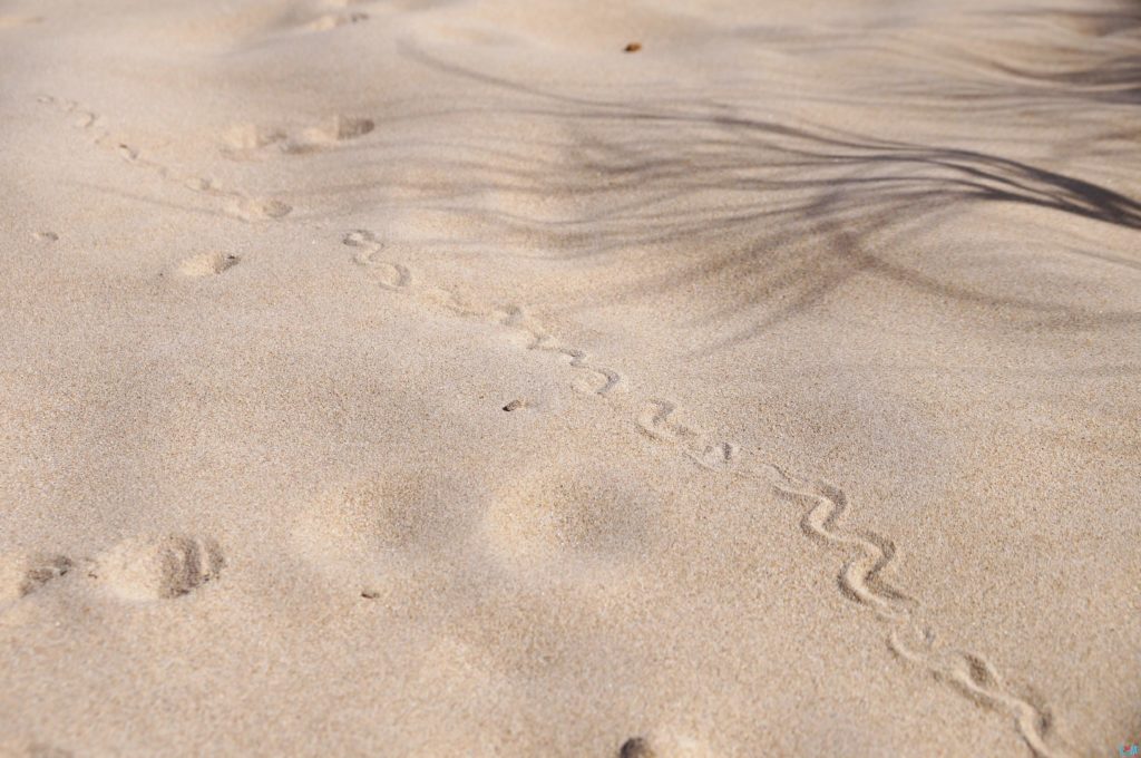 Wie man sieht gibt es hier auch Schlangen :O. Schlangenspuren im Sand