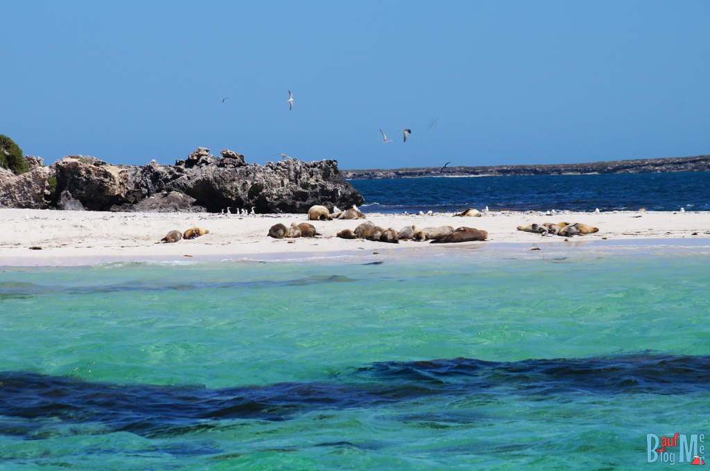 Seelöwen am Strand einer Insel bei Jurien Bay