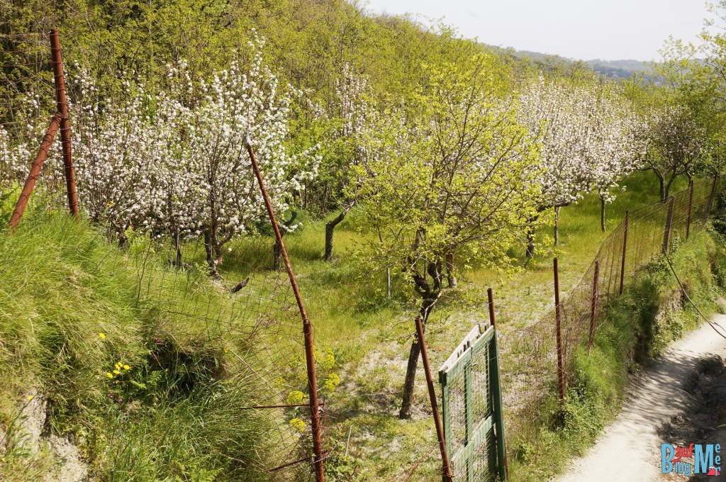 Obstgärten bei der Wanderung rauf zum Epomeo, dem höchsten Gipfel der Insel Ischia