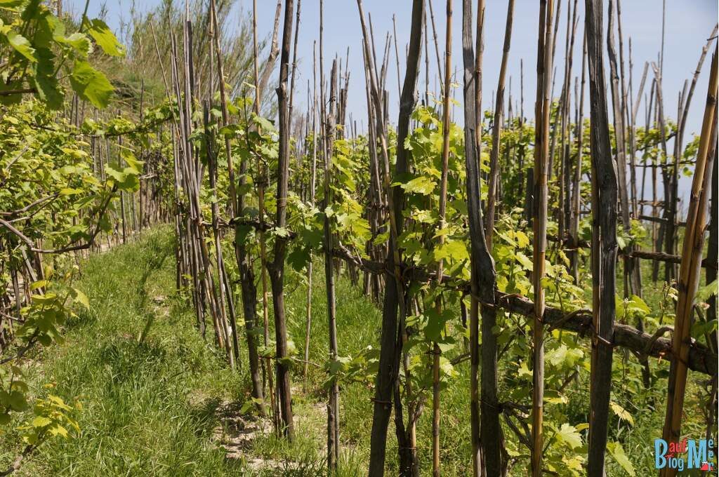 Weingärten bei Pancrazio auf der Insel Ischia