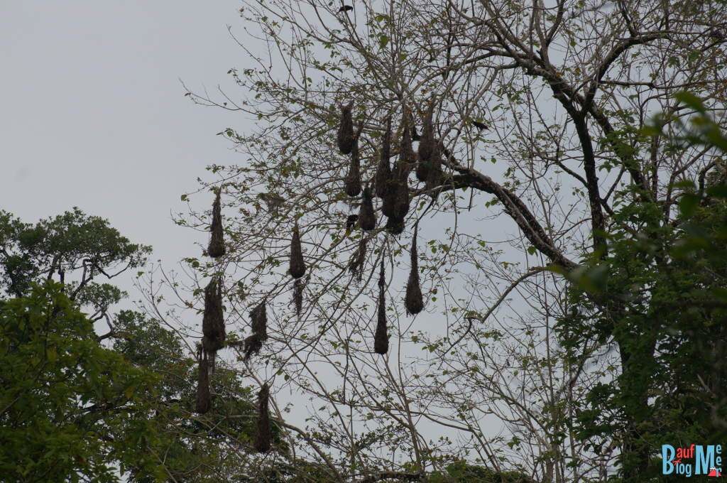 Nester des Montezumastirnvogels