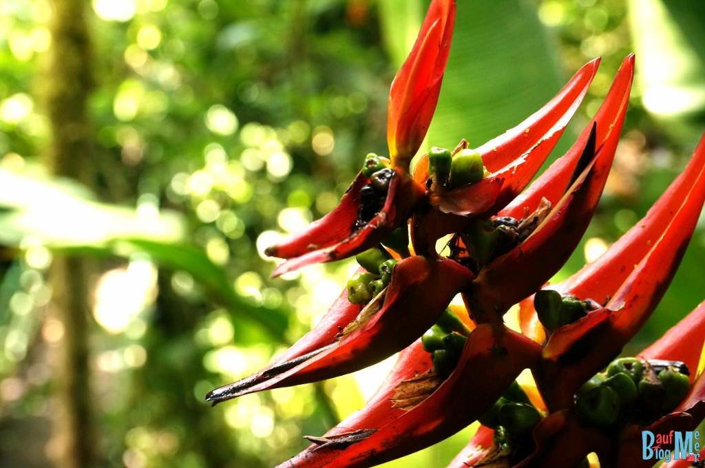 Blüte auf dem Sendero los Quetzales