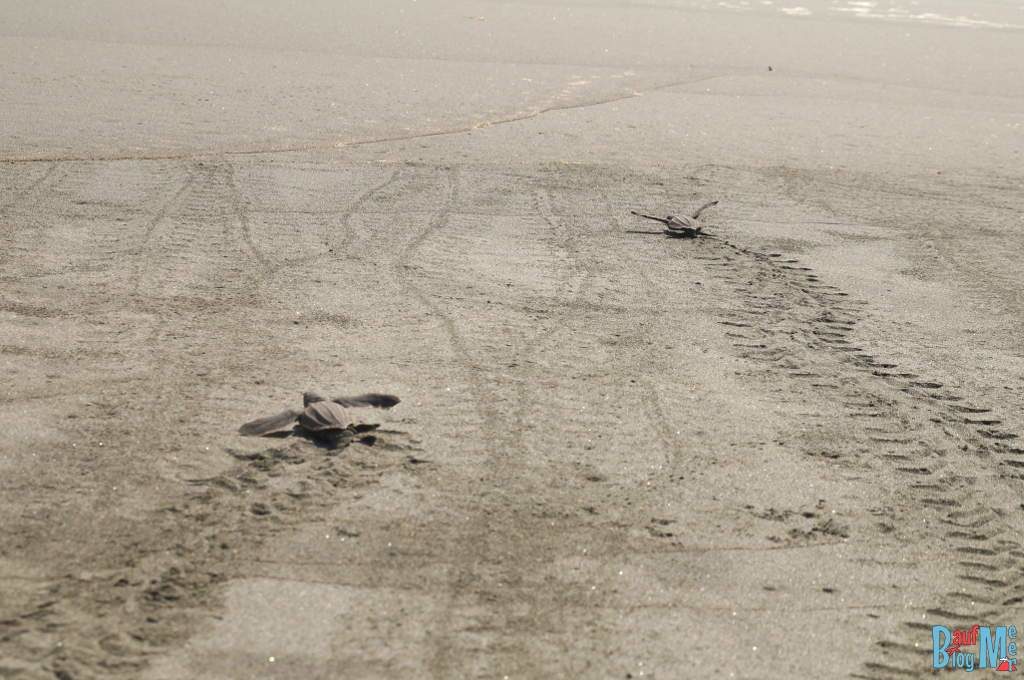Schildkröten Babies in San San Pond Sak auf dem Weg ins Meer