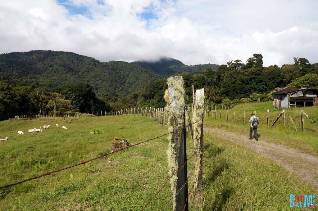 Felder auf dem letzten Abschnitt des Sendero los Quetzales
