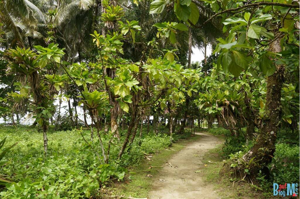 Bromelien Pfad auf Zapatilla, Bocas del Toro zur Regenzeit