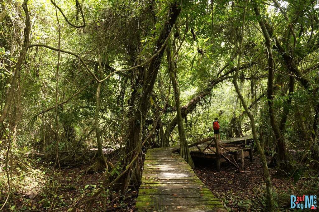 Plankenweg auf Zapatilla Bocas del Toro zur Regenzeit
