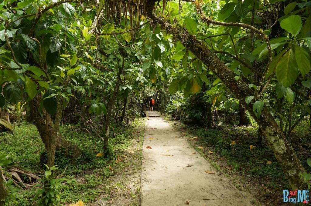 Bromelien Pfad auf Zapatilla, Bocas del Toro zur Regenzeit