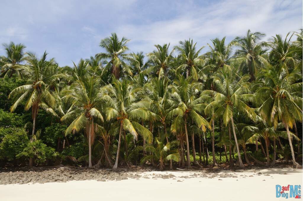 Palmen auf der Isla Bolana im Golf von Chiriqui