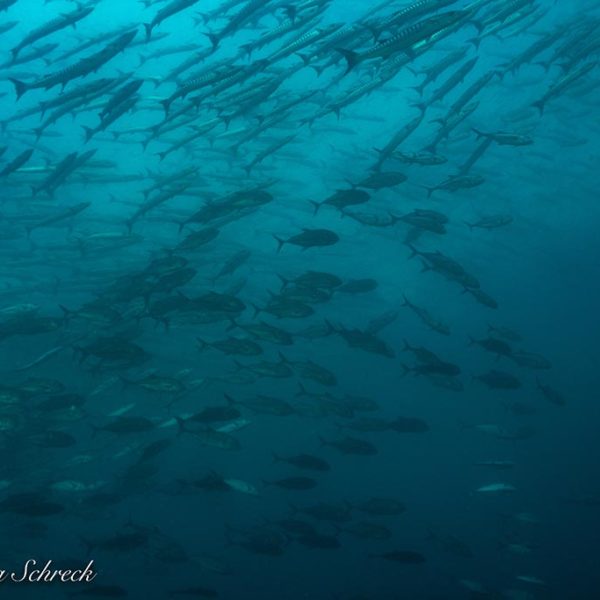 Barrakudaschwarm in Coiba Panama