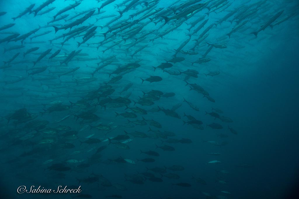 Barrakudaschwarm in Coiba Panama