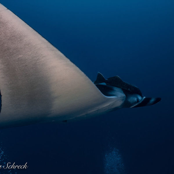Manta in den Gewässern um Coiba Panama