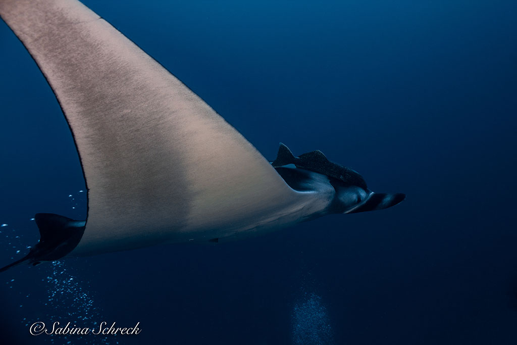 Manta in den Gewässern um Coiba Panama
