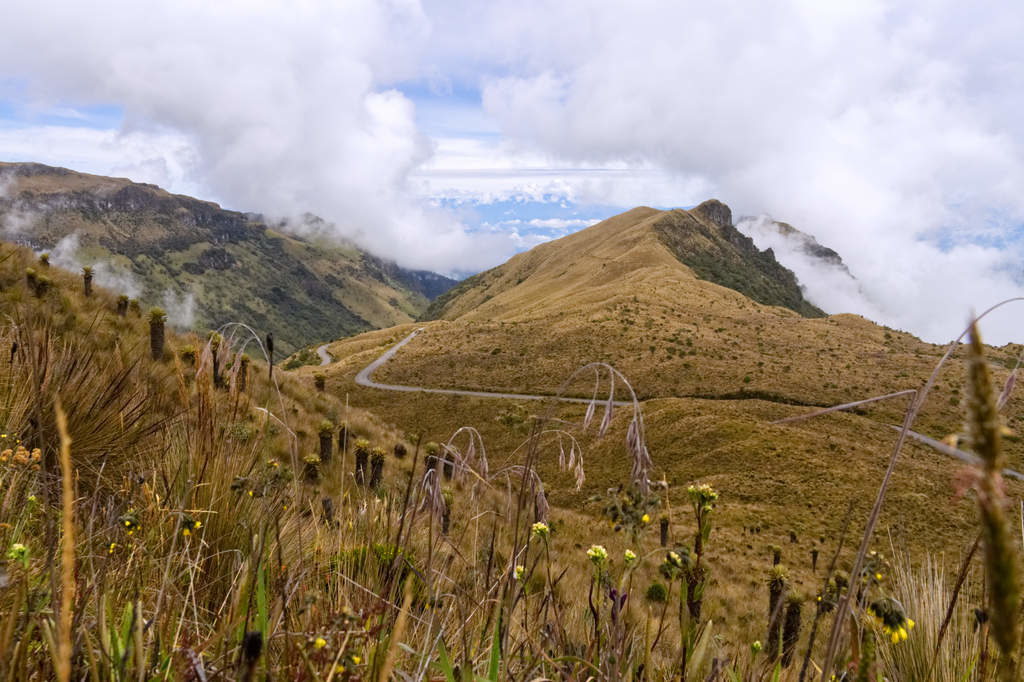 Paramo Landschaft in Kolumbien im Los Nevados Nationalpark