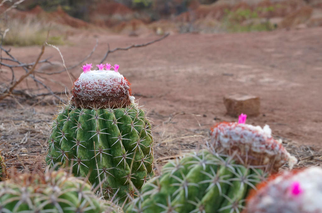 Kaktus mit rosa Blüte