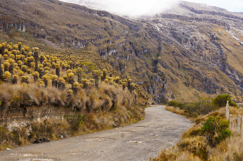Straße im Parque Nacional Los Nevados