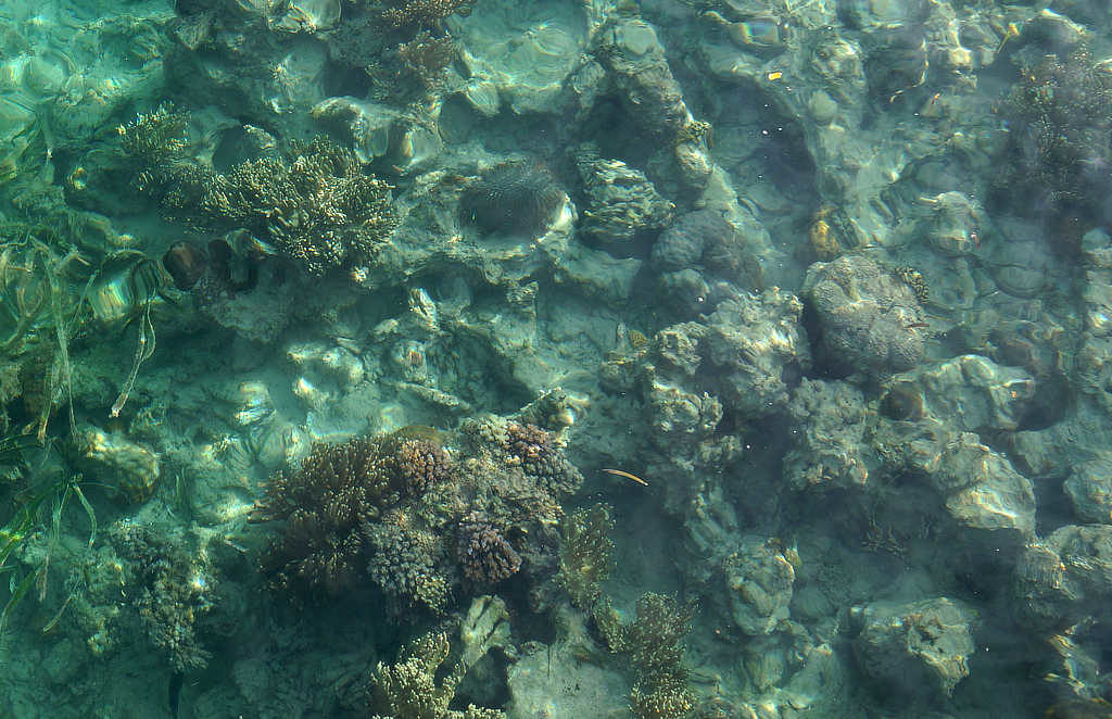 Meer, Steine und Korallen von oben